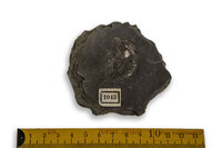 F 01943
<br/>
<br/>
<em></em>